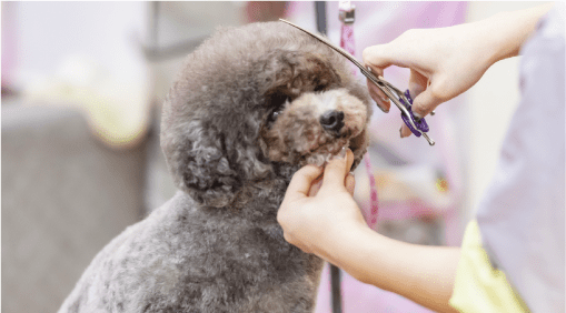 トリミングされる犬