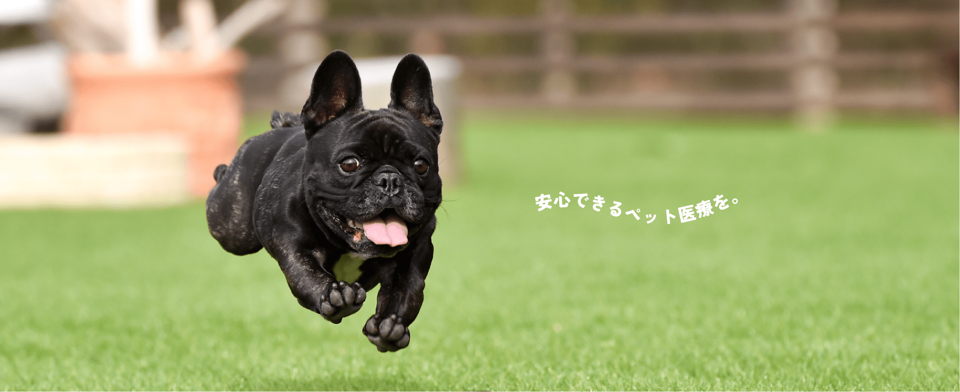 安心できるペット医療を。